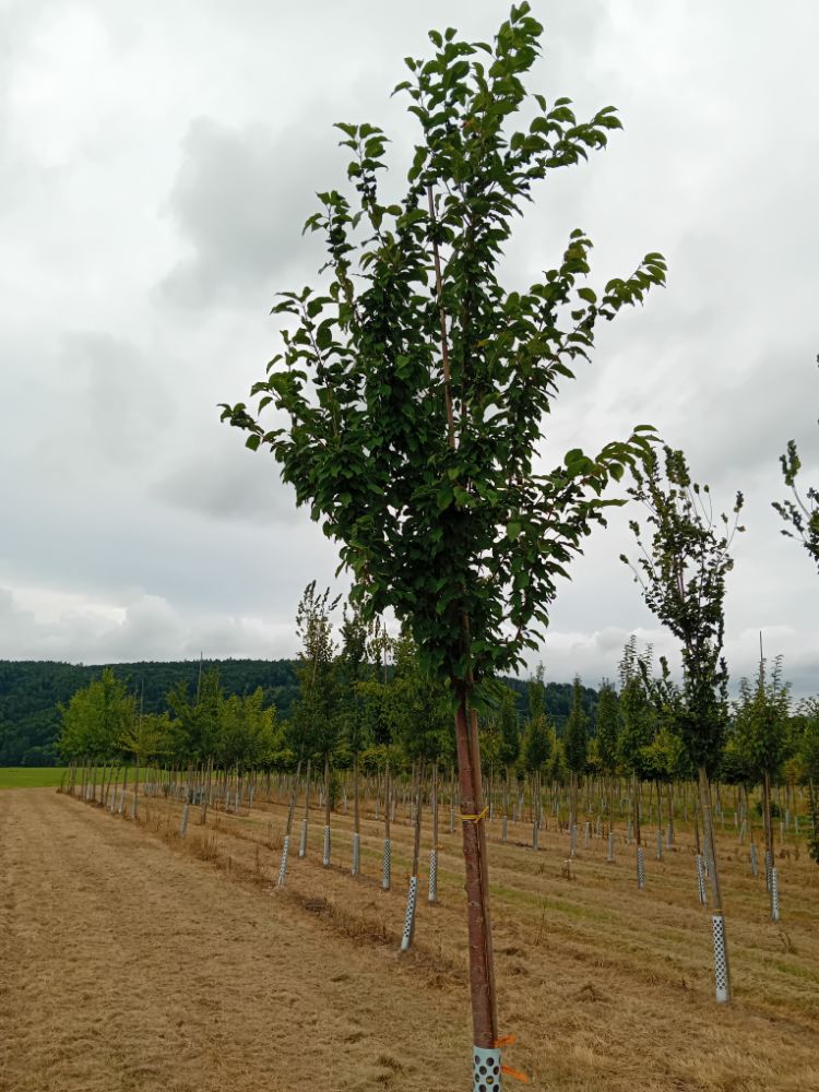 Prunus av.'Landscape Bloom' CAC Süßkirsche 'Landscape Bloom'