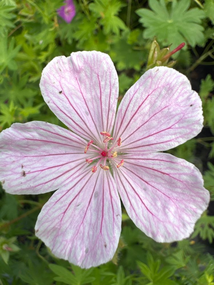 Geranium sanguineum var.striatum Gestreifter Blut-Storchschnabel