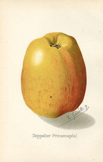 Malus 'Doppelter Prinzenapfel' CAC Apfel 'Doppelter Prinzenapfel' mittel