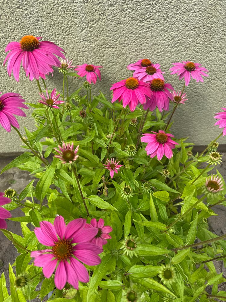 Echinacea purpurea 'PowWow Wild Berry' Scheinsonnenhut