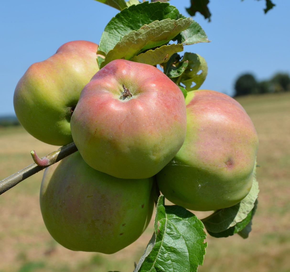 Malus 'Ontario' CAC Apfel 'Ontario' spät