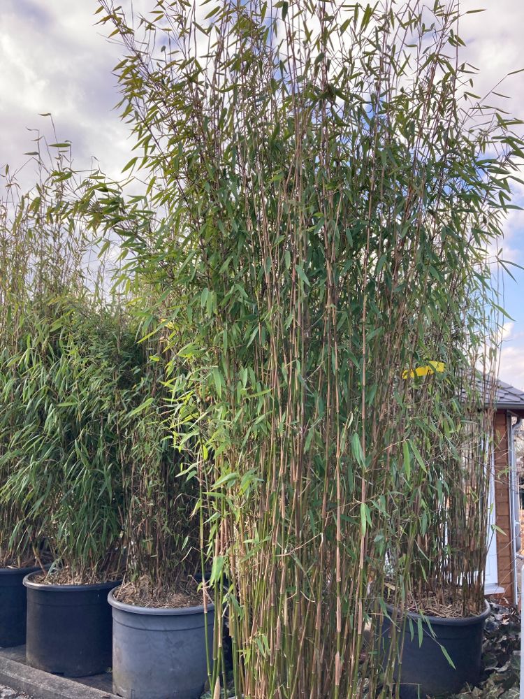 Fargesia 'Jiuzhaigou 1' Gartenbambus 'Jiuzhaigou 1'