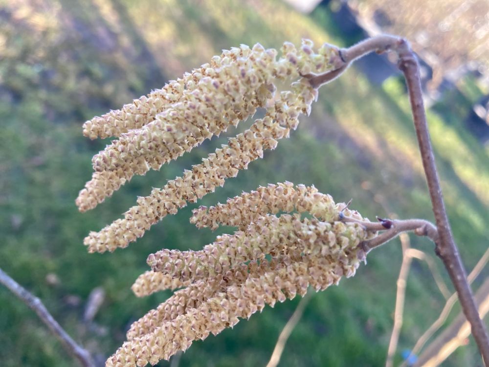 Corylus avellana Waldhasel
