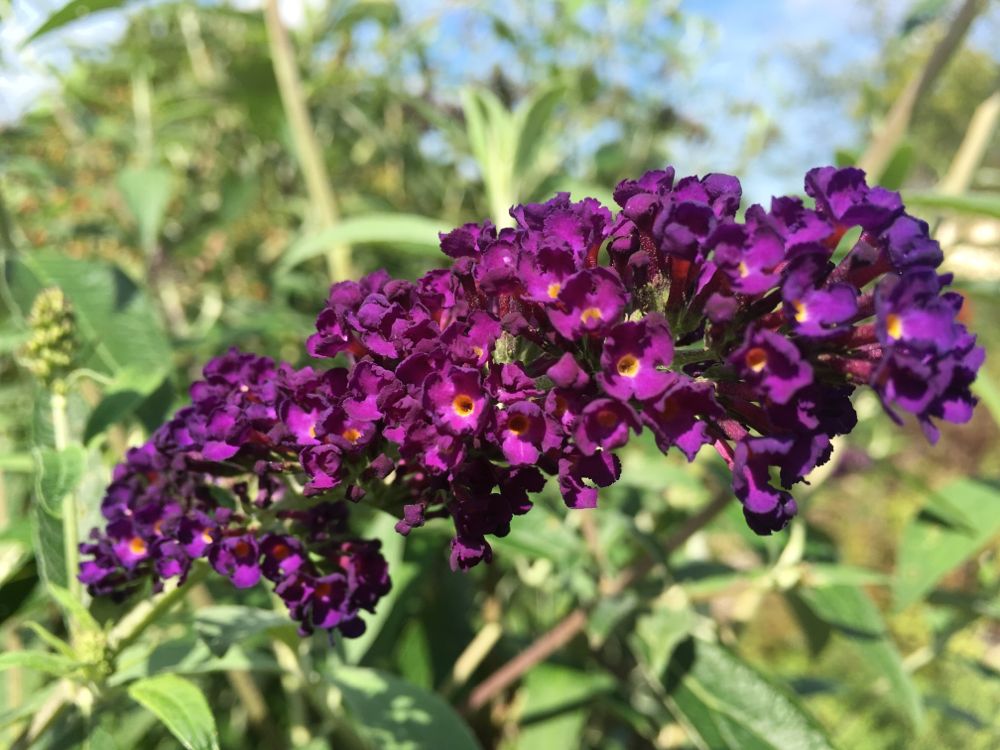 Buddleja davidii 'Black Knight' Sommerflieder 'Black Knight'