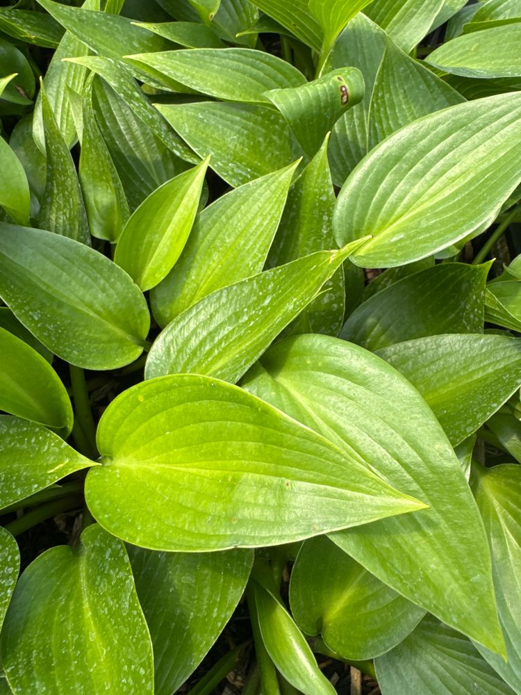 Hosta x tardiana 'Devon Green' Funkie