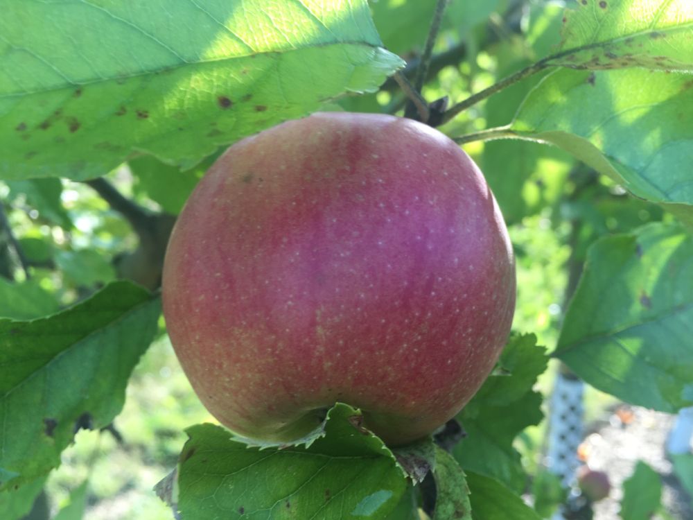Malus 'Jonagored' -S- CAC Apfel 'Jonagored' -S- mittel