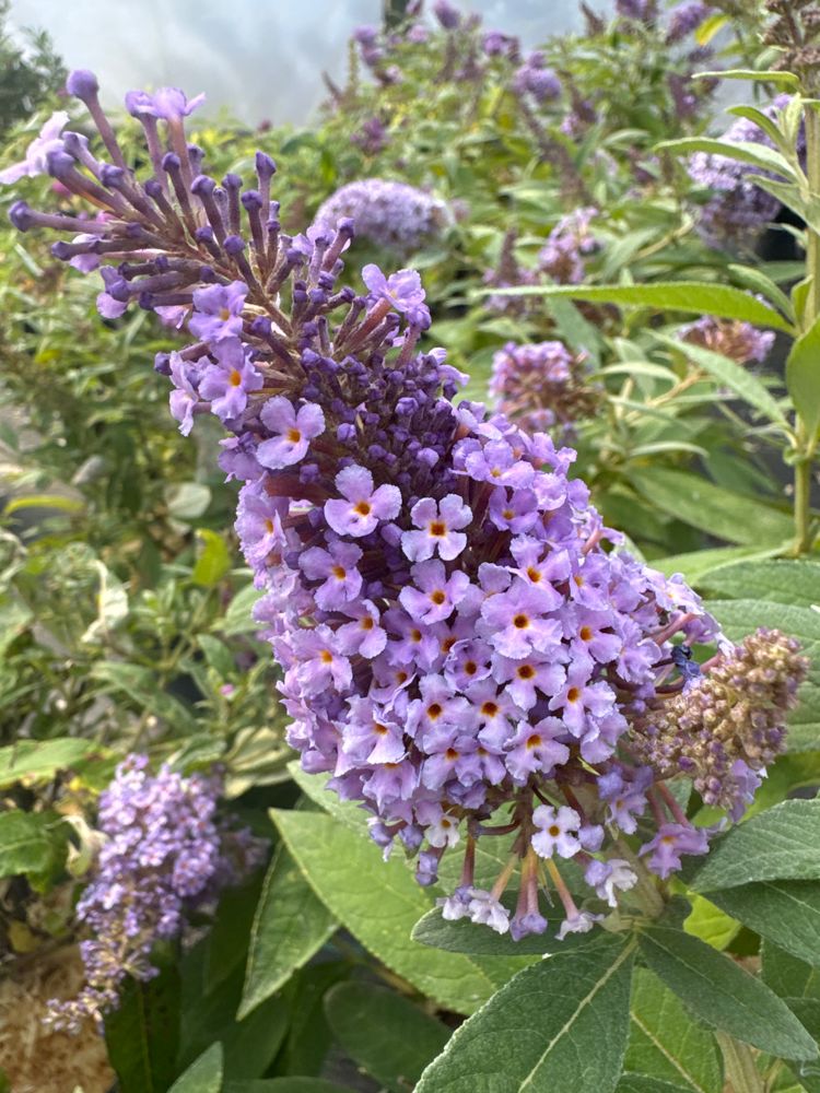 Buddleja dav. 'B. Candy' -R- Lila Sweetheart Sommerflieder 'B. Candy' -R- Lila Sweetheart