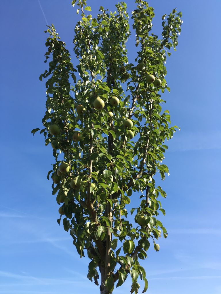 Pyrus com.'Condo' CAC Birne 'Condo' mittel