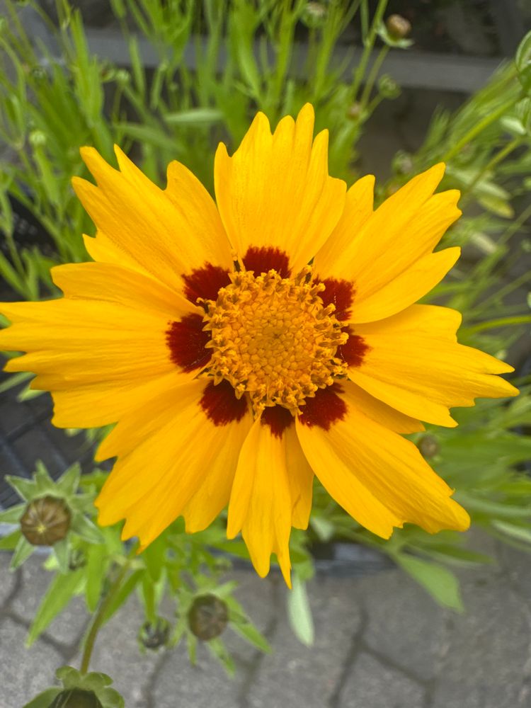 Coreopsis lanceolata 'Sterntaler' Niedriges Mädchenauge