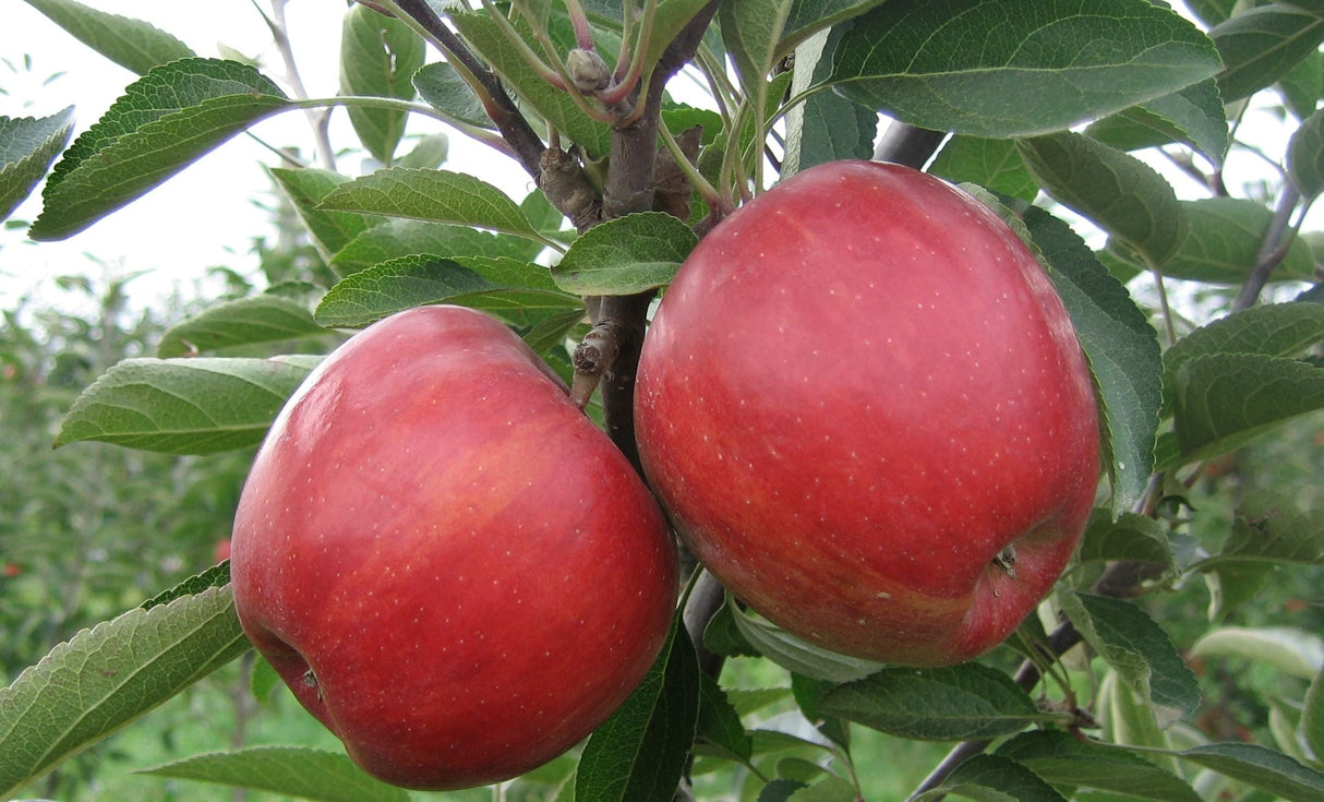 Malus 'Braeburn' CAC Apfel 'Braeburn' mittel