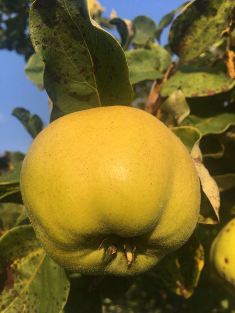 Cydonia 'Konstantinop.Apfelquitte' CAC Quitte 'Konstantinopeler Apfelquitte'