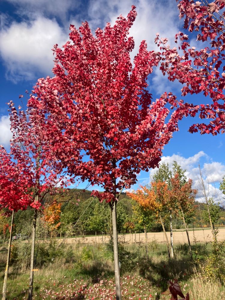 Acer rubrum 'Somerset' Rotahorn 'Somerset'
