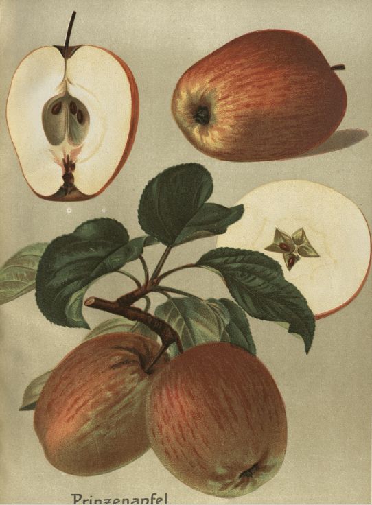 Malus 'Prinzenapfel' CAC Apfel 'Prinzenapfel' mittel
