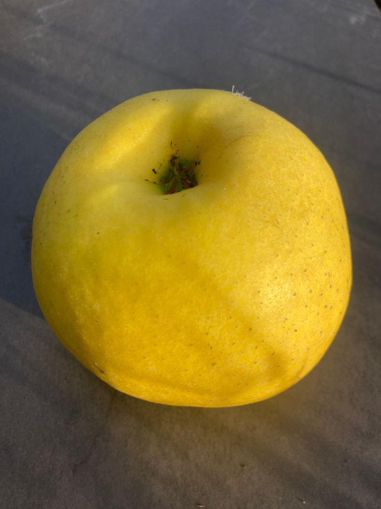Malus 'Sirius' -S- CAC Apfel 'Sirius' -S-