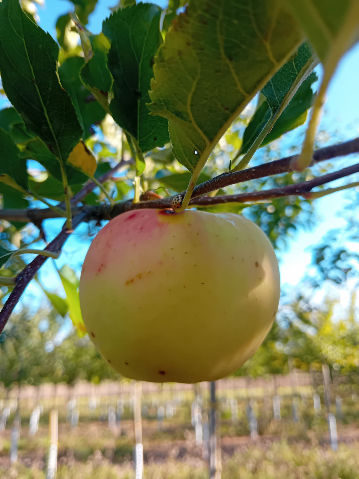 Malus 'Sirius' -S- CAC Apfel 'Sirius' -S-