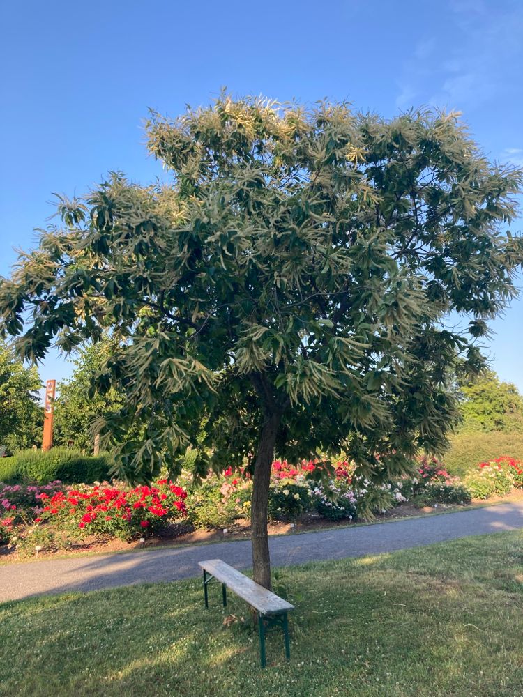 Castanea sativa Esskastanie