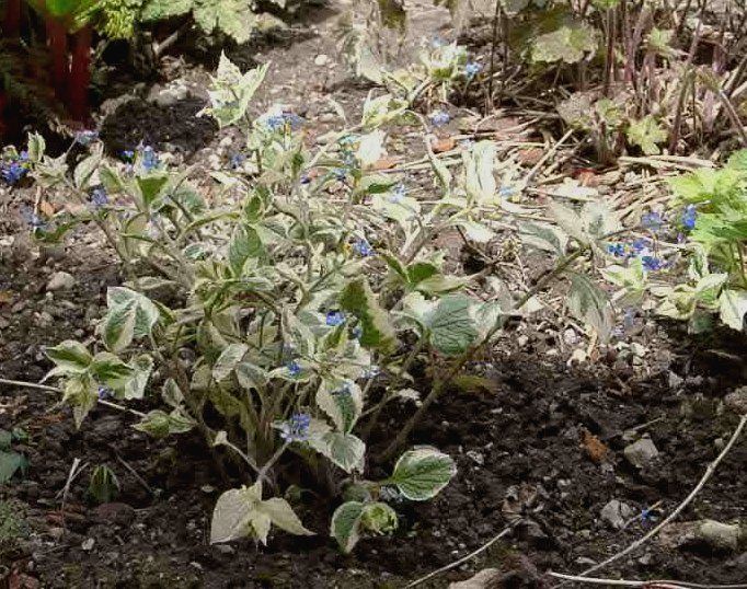 Brunnera macrophylla 'Variegata' Kaukasusvergissmeinnicht
