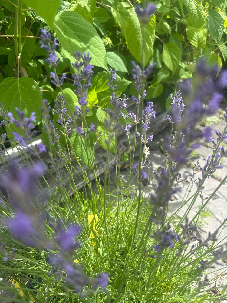 Lavandula angustifolia 'Dwarf Blue' Kompaktwachsender Lavendel