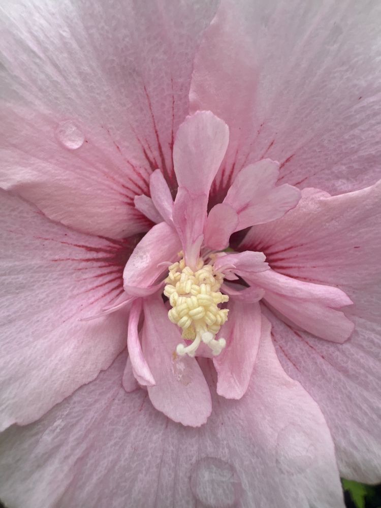 Hibiscus syriacus 'Pink Chiffon' -R- Roseneibisch 'Pink Chiffon' -R-