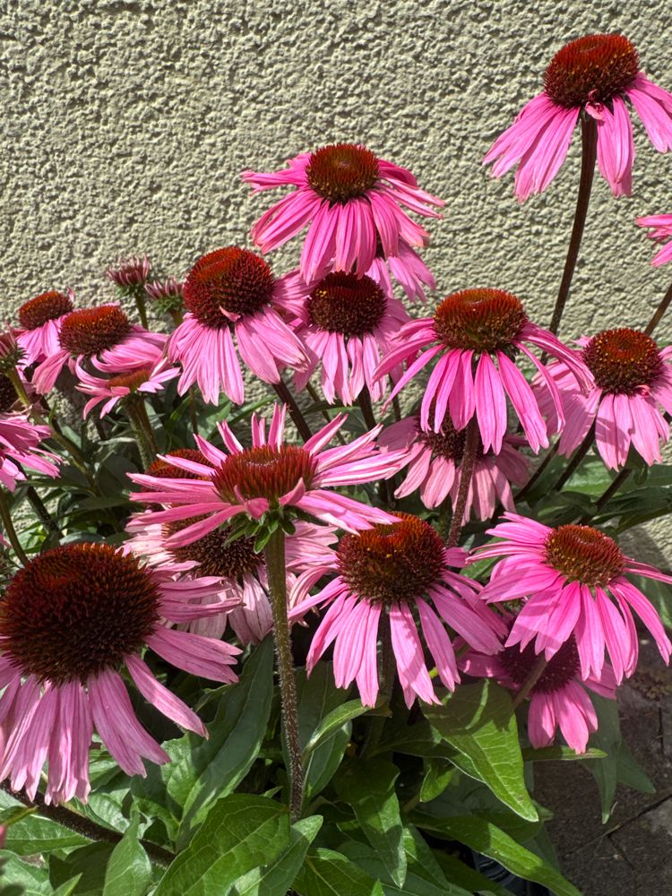 Echinacea purpurea 'Magnus' Scheinsonnenhut