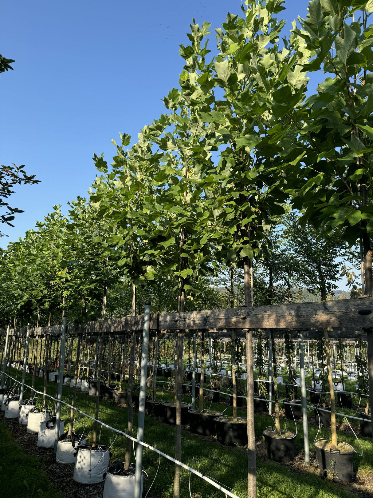 Liriodendron tulipifera Amerik.Tulpenbaum