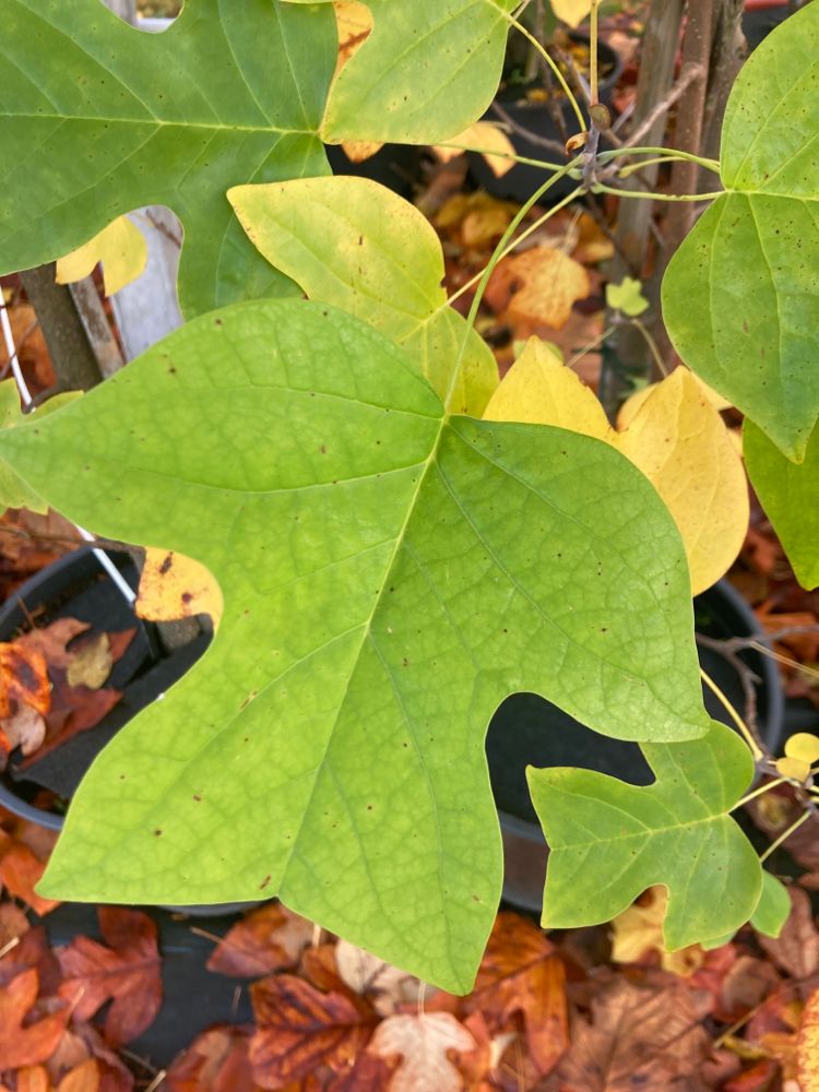 Liriodendron tulipifera Amerik.Tulpenbaum