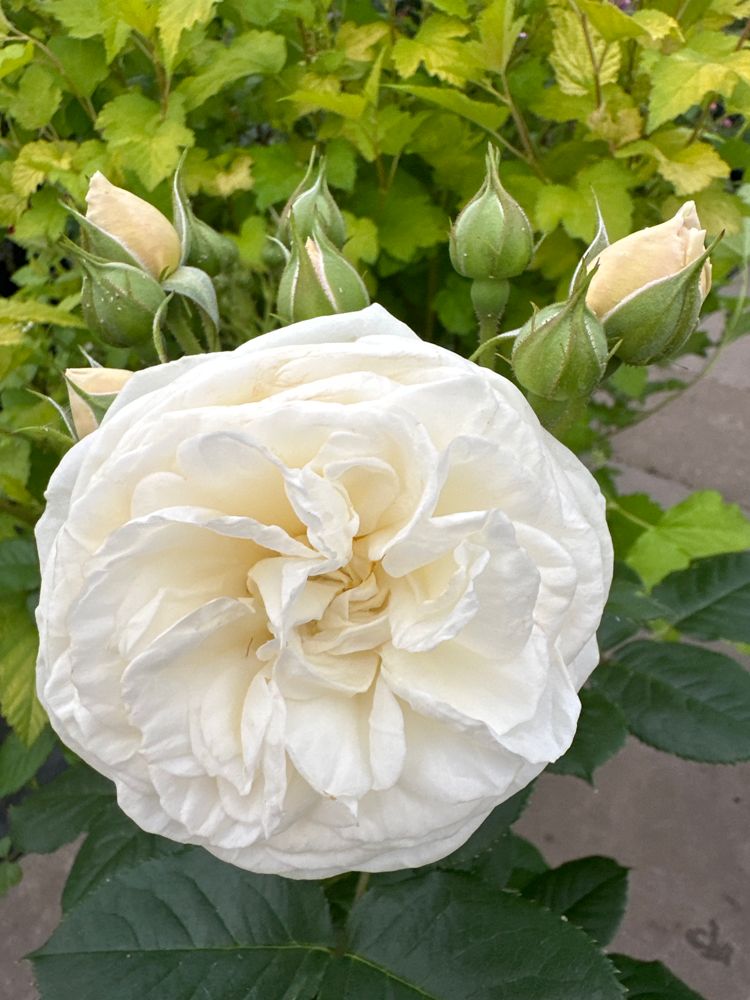 Rosa 'Artemis' -R- STR VI Strauchrose 'Artemis' -R-