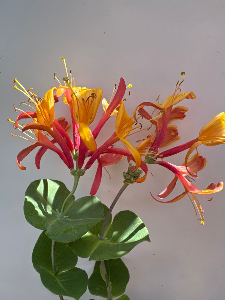 Lonicera heckrottii 'American Beauty' Geißschlinge 'American Beauty'