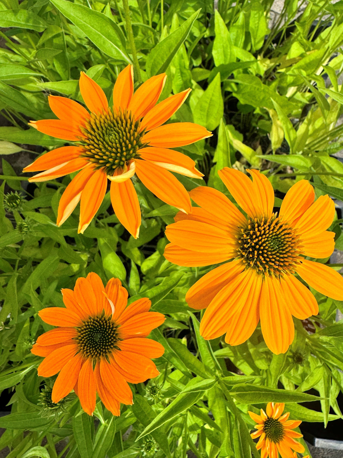 Echinacea purpurea Scheinsonnenhut, Purpursonnenhut