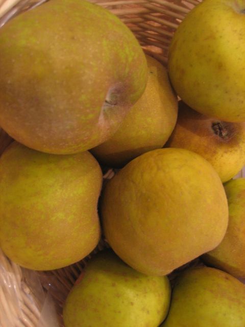 Malus 'Graue Herbstrenette' CAC Apfel 'Graue Herbstrenette' mittel