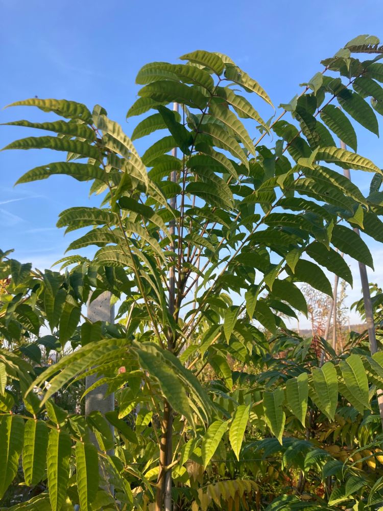 Toona sinensis Chinesischer Gemüsebaum, Surenbaum