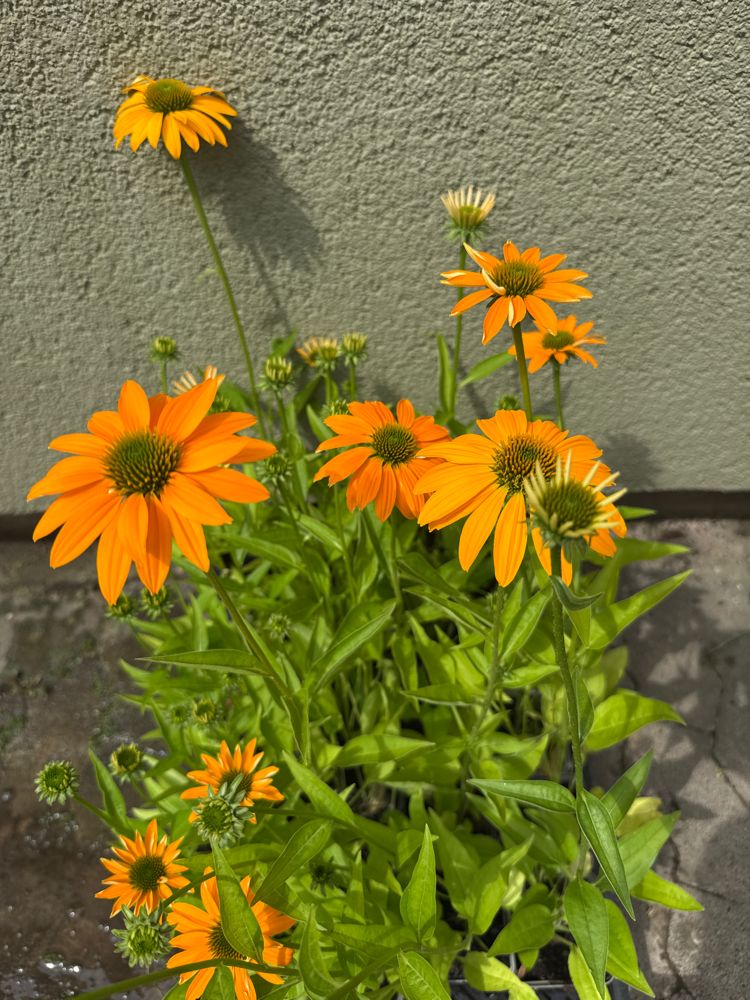 Echinacea purpurea 'Mellow Yellows' Scheinsonnenhut
