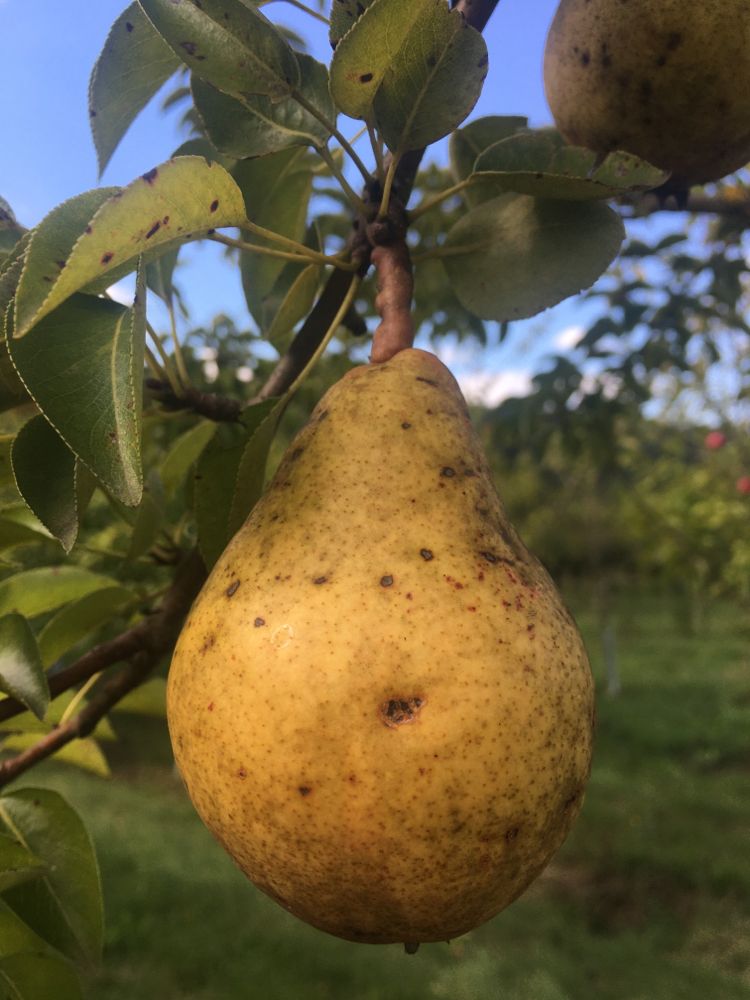 Pyrus com.'Williams Christbirne' CAC Birne 'Williams Christbirne'
