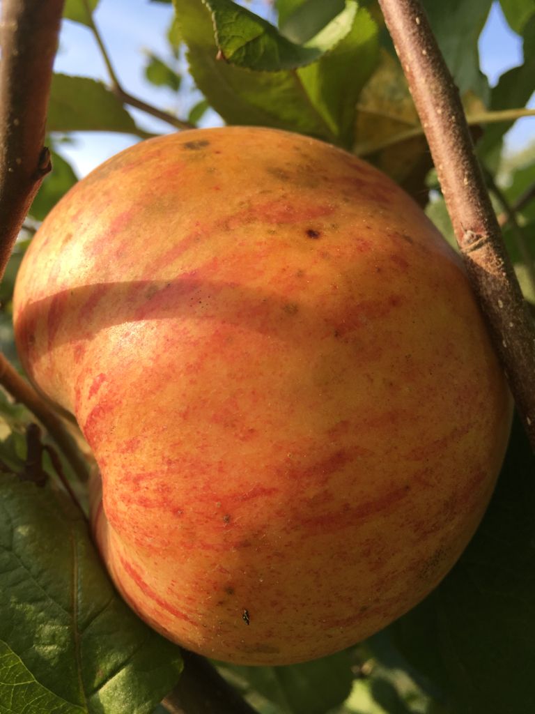 Malus 'Geheimrat Dr. Oldenburg' CAC Apfel 'Geheimrat Dr.Oldenburg' mittel