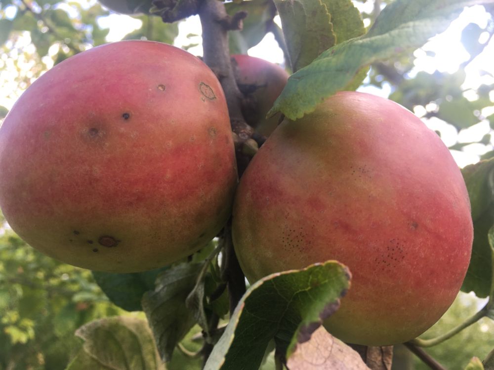 Malus 'Geheimrat Dr. Oldenburg' CAC Apfel 'Geheimrat Dr.Oldenburg' mittel
