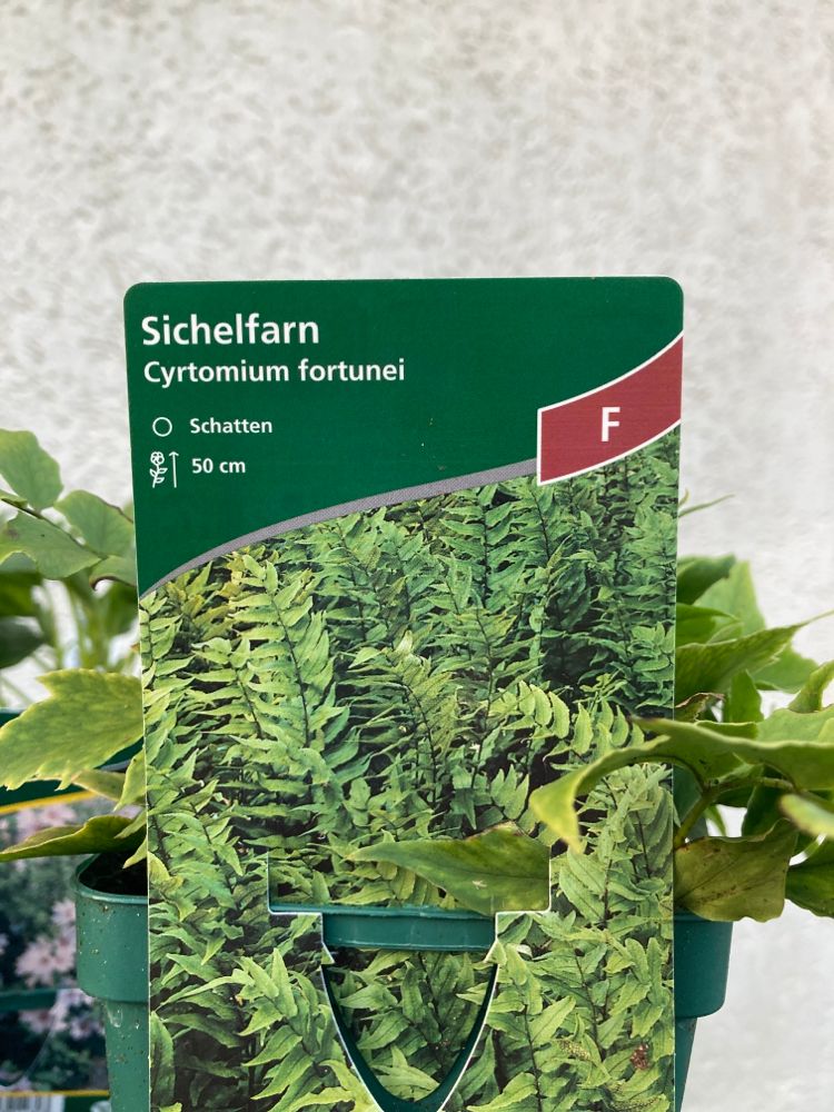 Cyrtomium fortunei Sichelfarn