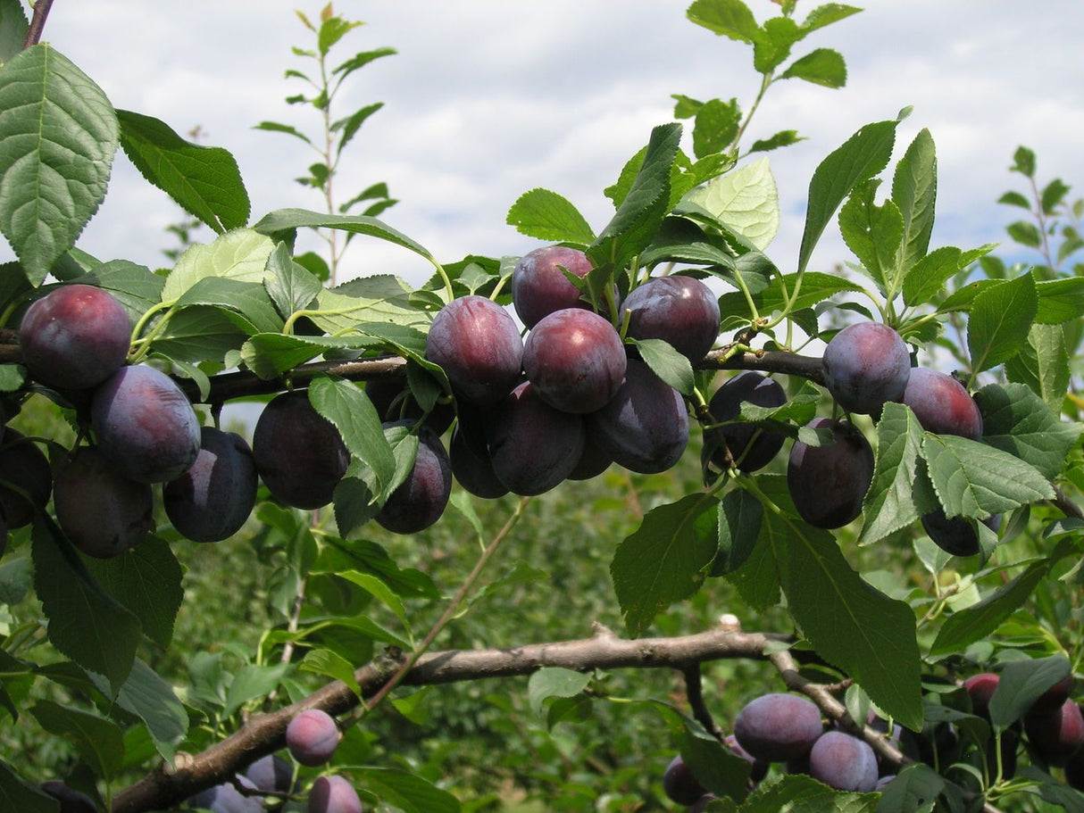 Prunus dom.'Juna' -S- CAC Zwetsche 'Juna' -S-