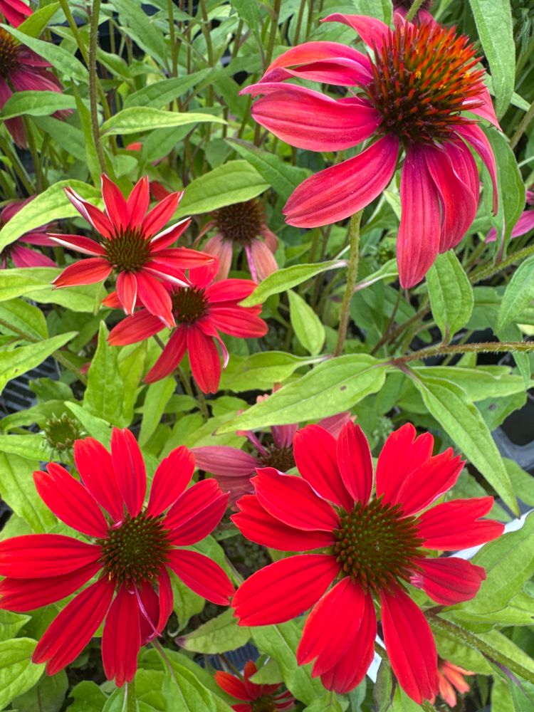 Echinacea purpurea 'Lakota Red' -R- Niedriger Scheinsonnenhut