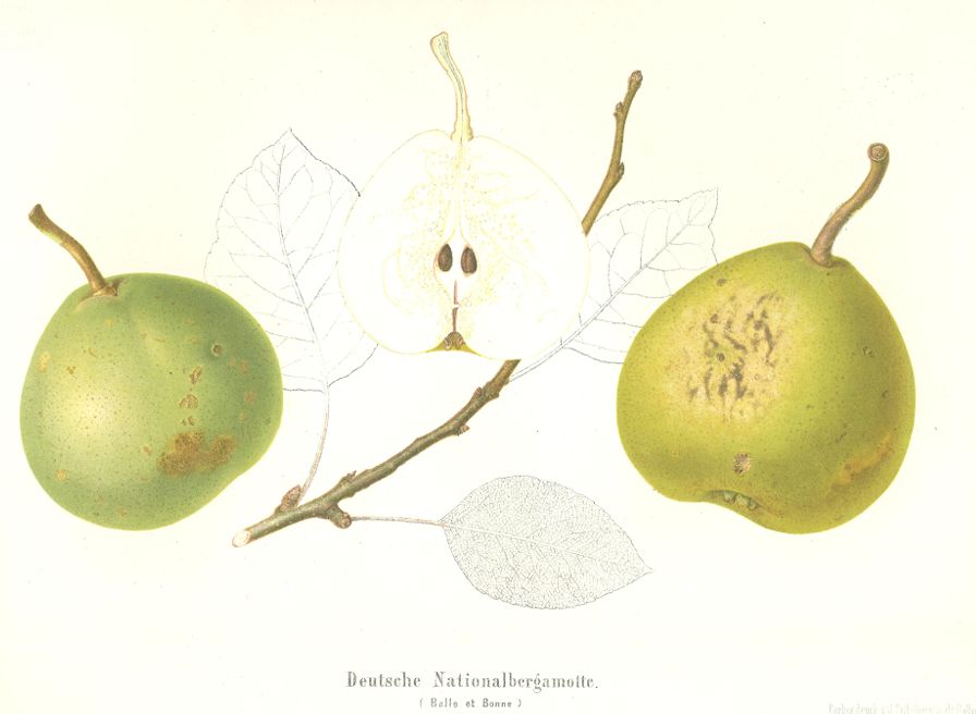 Pyrus com.'Nationalbergamotte' CAC Birne 'Nationalbergamotte' mittel