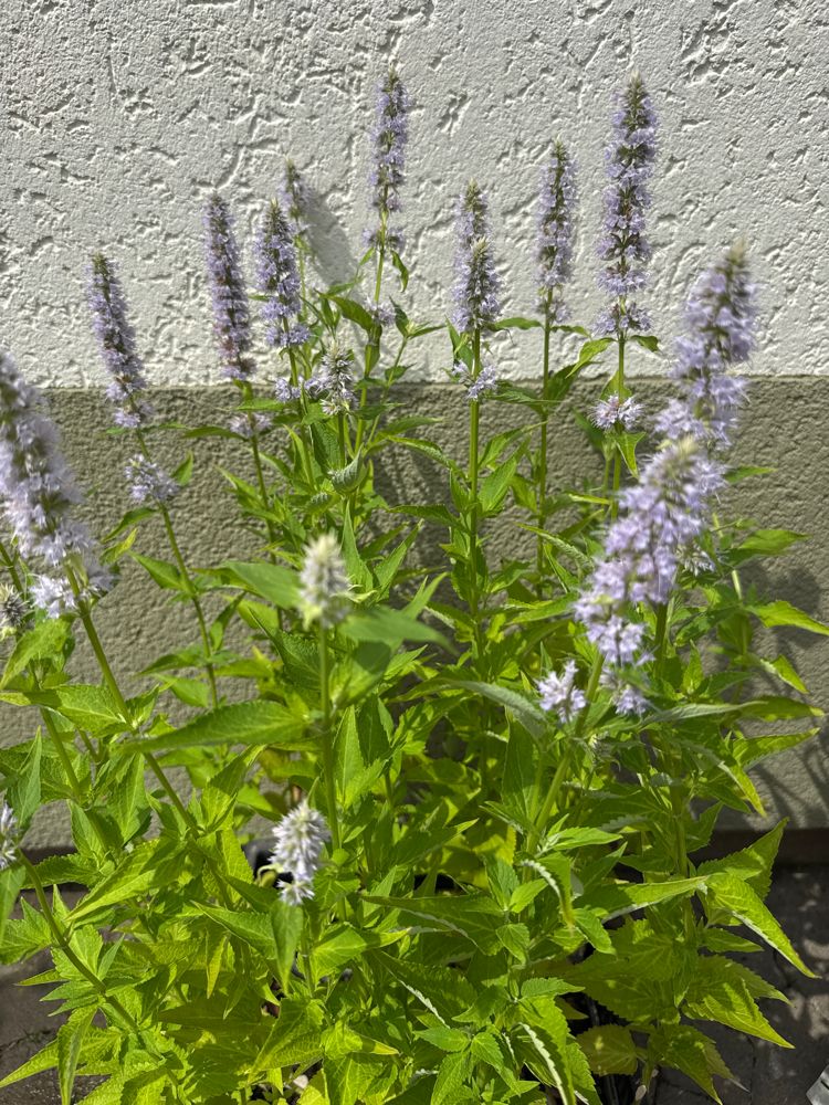 Agastache rugosa 'Blue Fortune' Duftnessel 'Blue Fortune'