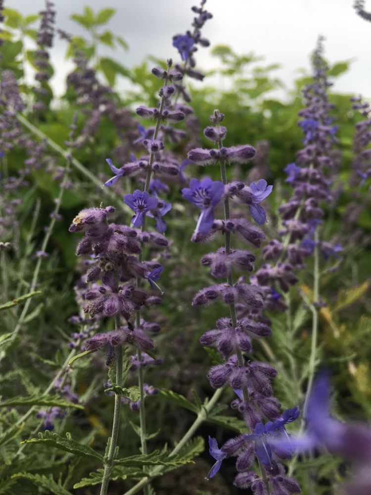 Perovskia atriplicifolia 'Blue Spire' Blauraute 'Blue Spire'