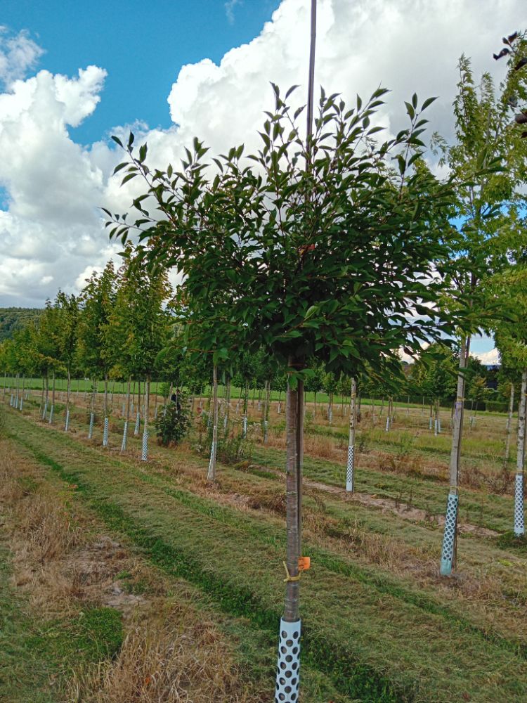 Prunus cer.'Ostheimer Weichsel' CAC Sauerkirsche 'Ostheimer Weichsel' 5.KW