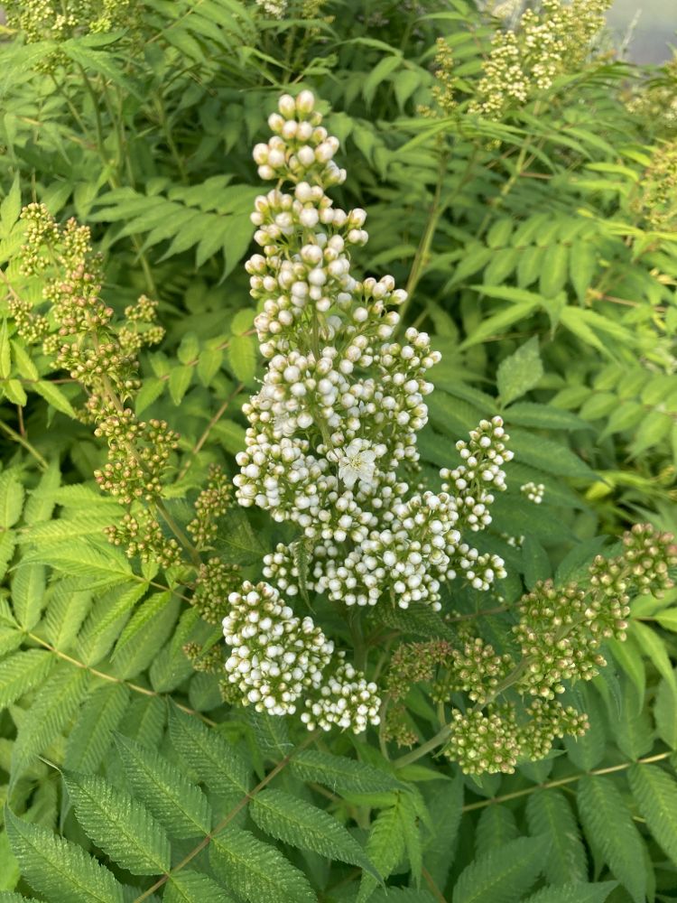 Sorbaria sorbifolia 'Sem' -S- Niedrige Fiederspiere 'Sem'
