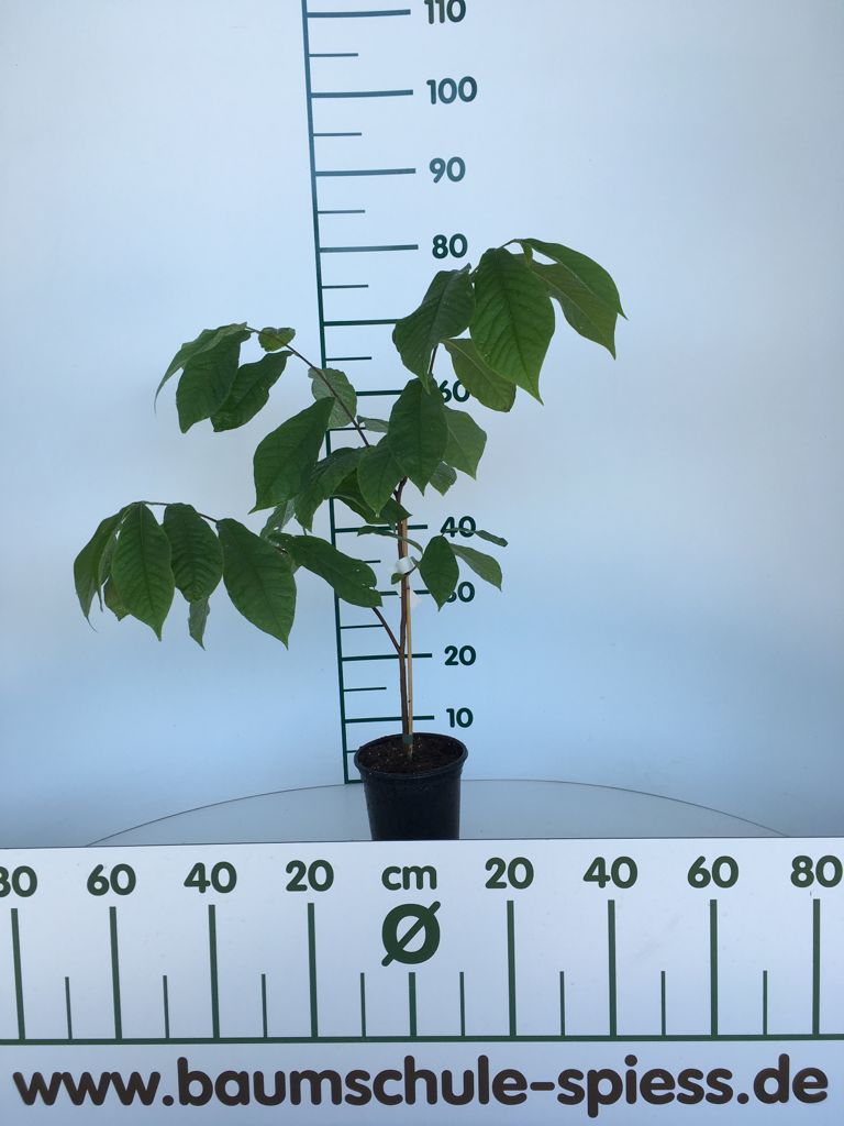 Asimina triloba Dreilappige Papau