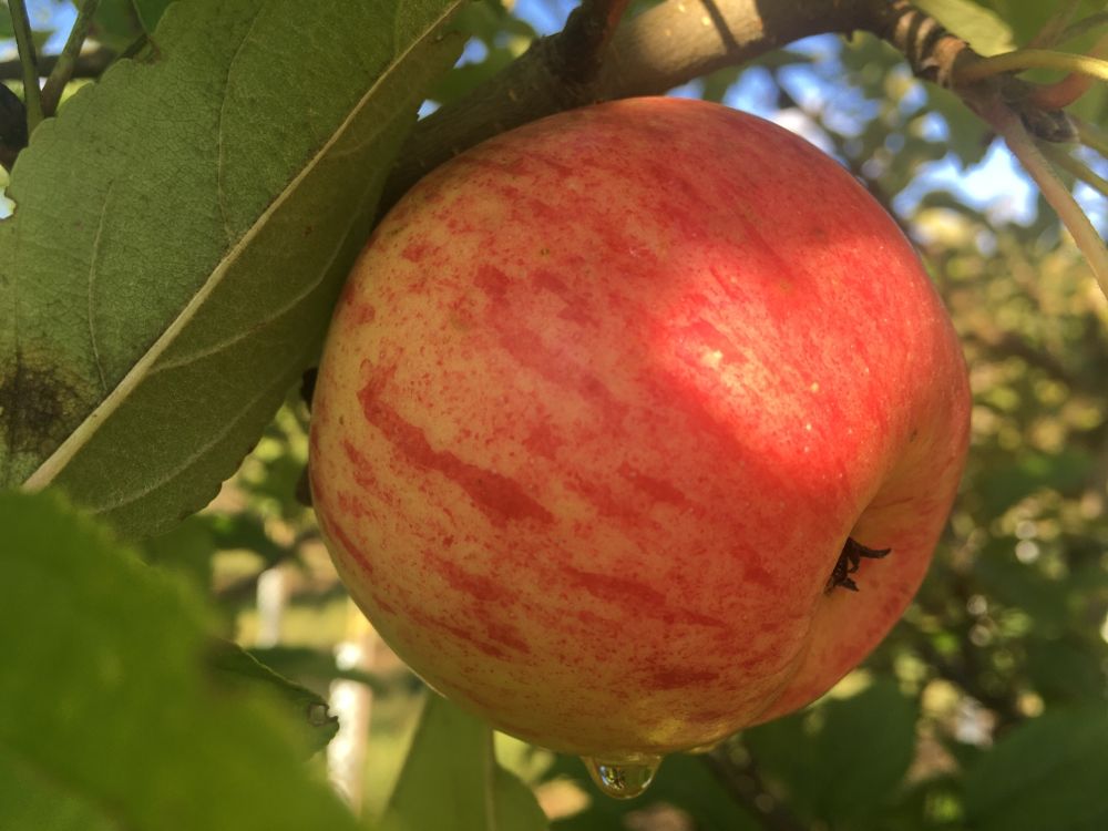 Malus 'Elstar Elshof' CAC Apfel 'Elstar Elshof'