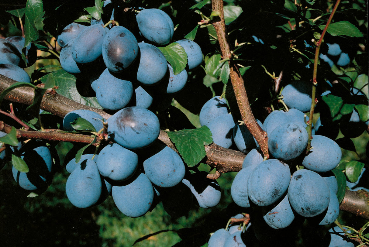 Prunus dom.'Elena' -S- CAC Zwetsche 'Elena' -S- spät
