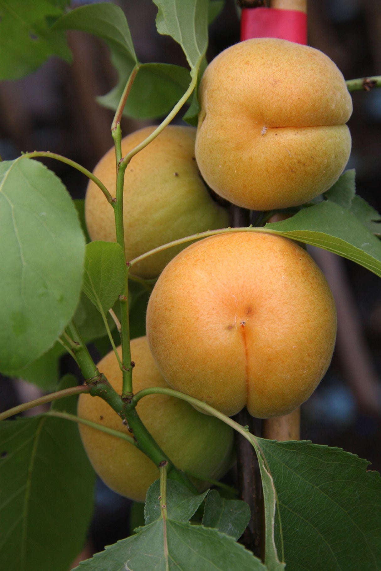 Prunus arm.'Hargrand' CAC Aprikose 'Hargrand'