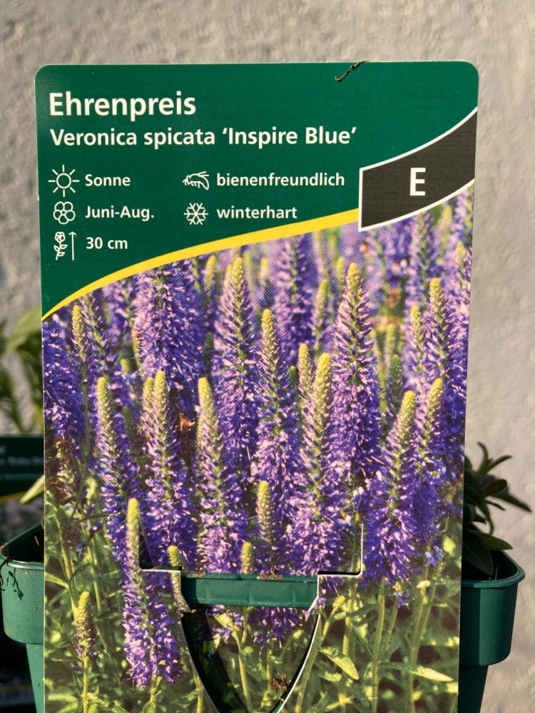 Veronica spicata 'Inspire Blue' -R- Scheinähriger Ehrenpreis