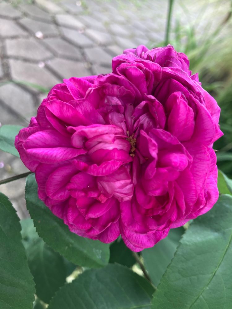 Rosa 'Rose de Resht' STR IV Strauchrose 'Rose de Resht'