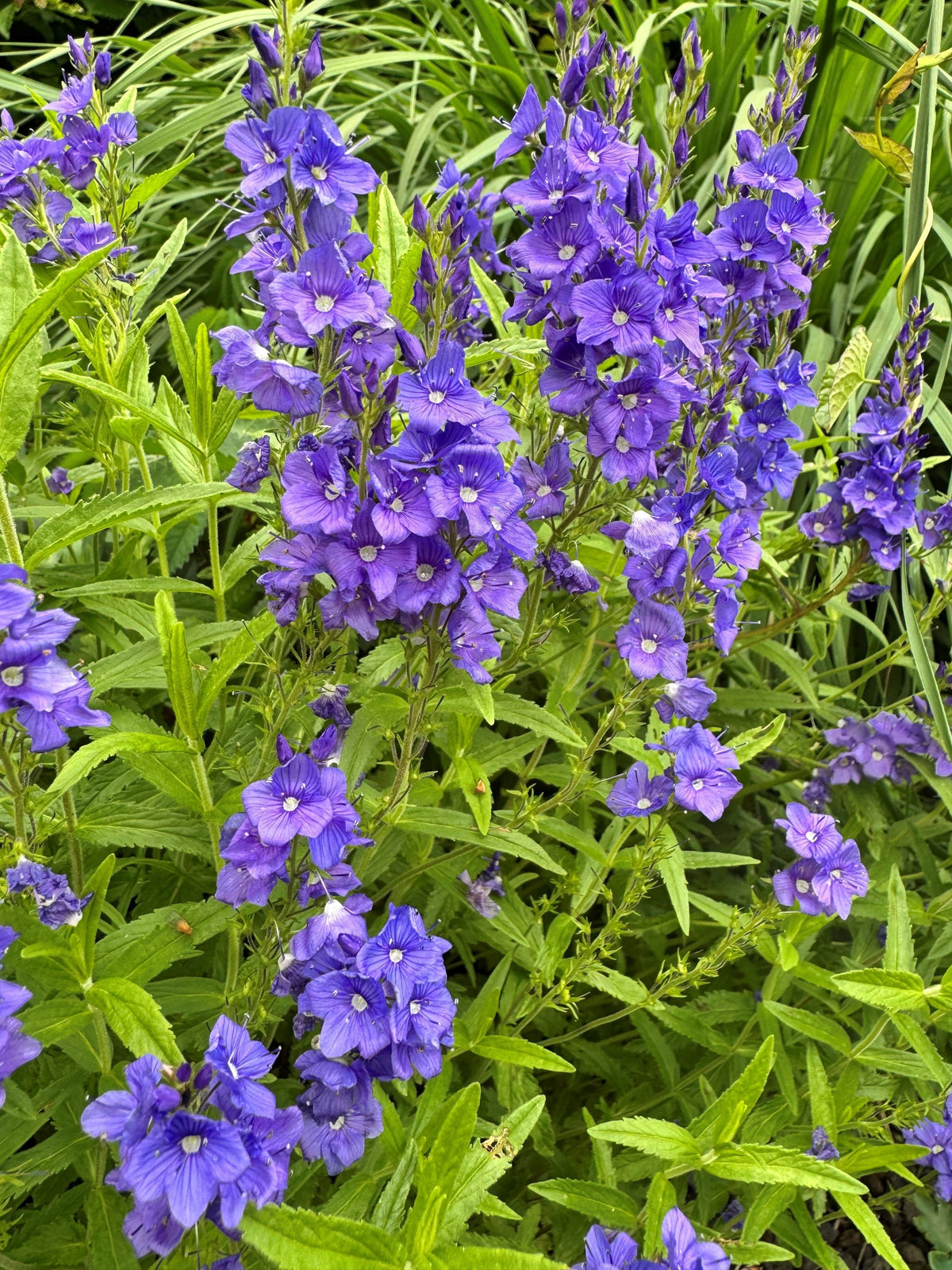 Veronica austriaca 'Royal Blue' Großer Ehrenpreis